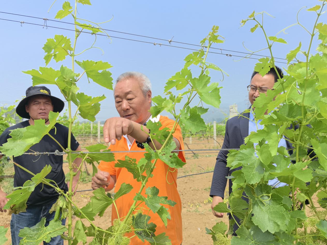 20240522北京房山区酒庄葡萄园机器人展示培训活动  年度酒庄 (18)