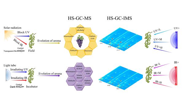 紫外和红外辐射对转色期酿酒葡萄香气组分的影响_副本.jpg